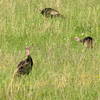 Wild Turkey, Cataloochie  Great Smokey National Park