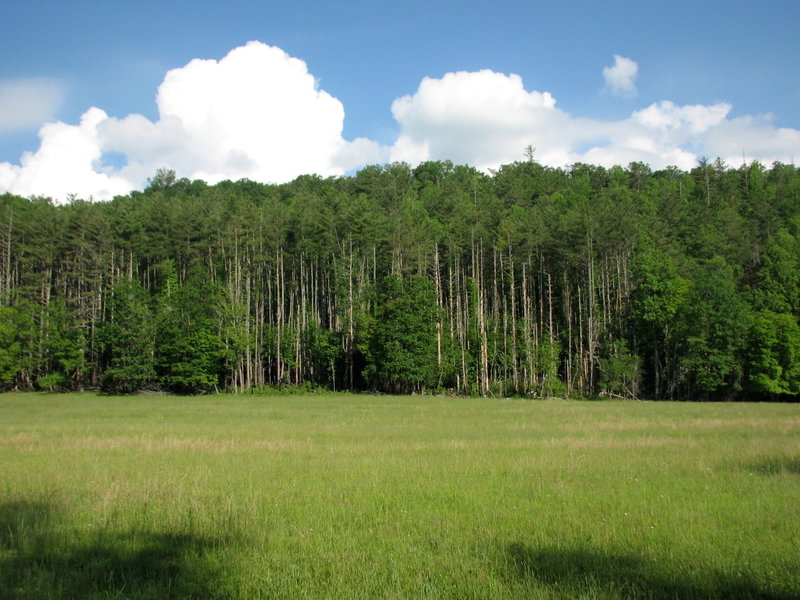 Meadow Cataloochie  Great Smokey National Park 6834