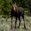 Moose in Grand Teton National Park