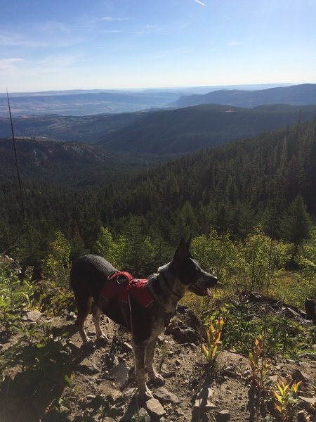 Cadence overlooking the view of the Wenatchee Valley from the Pipeline Trail