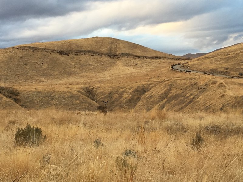 Well camouflaged mule deer supervising a fall trail outing.