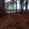 View of lake from trail