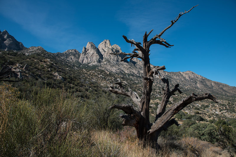 Pine Loop Trail