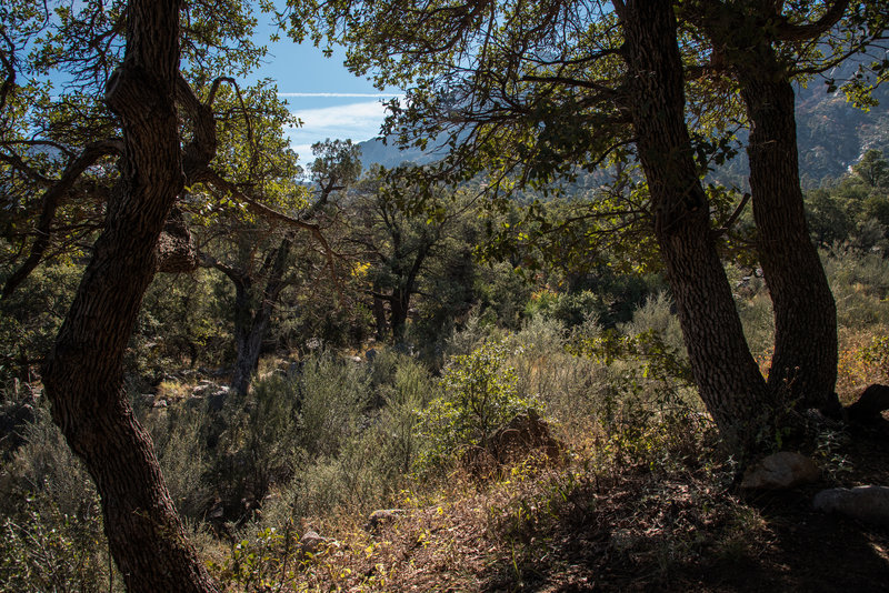 Pine Loop Trail