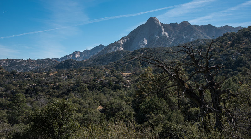 Pine Loop Trail