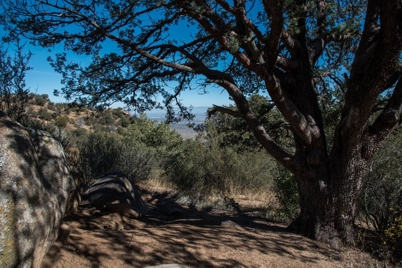 Pine Loop Trail