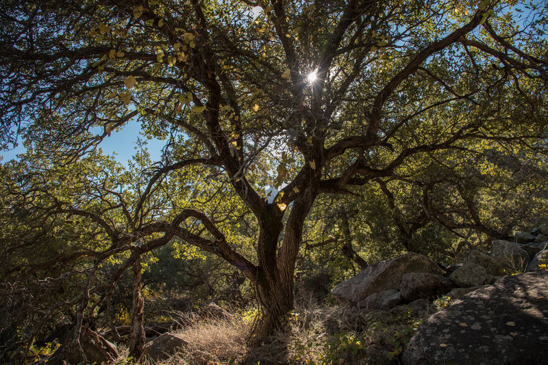 Pine Loop Trail