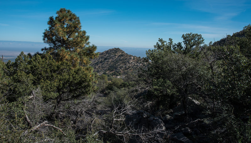 Pine Tree Trail