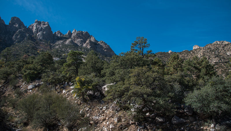 Pine Tree Trail