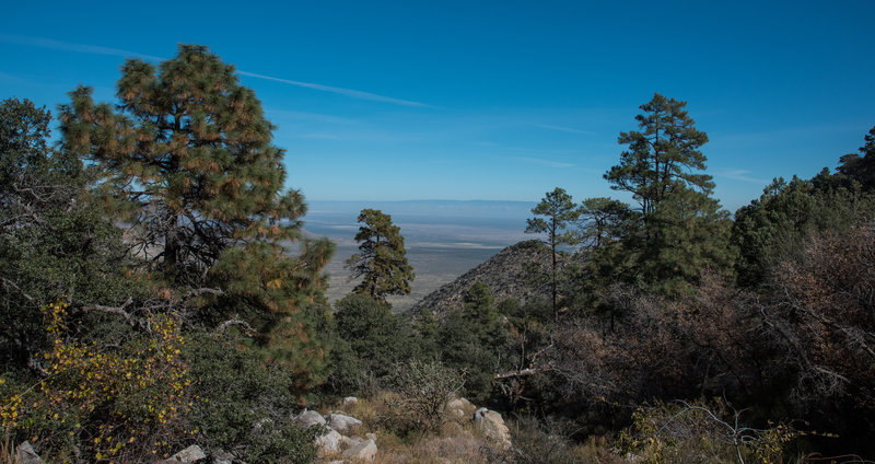 Pine Tree Trail