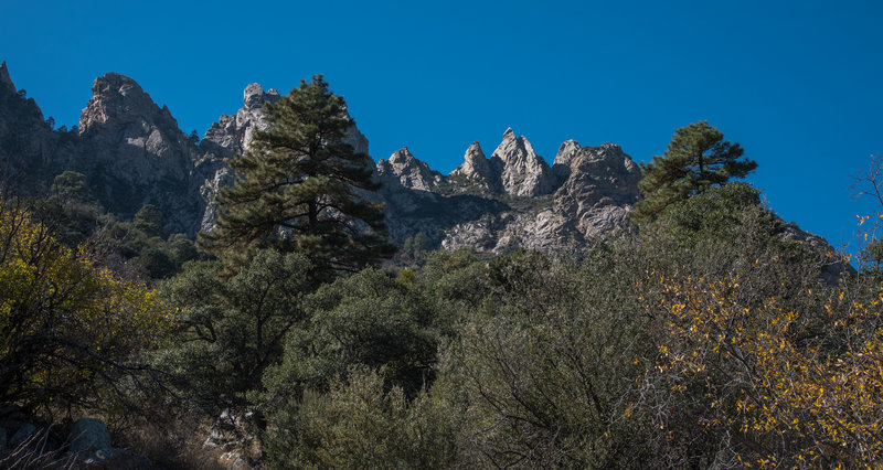 Pine Tree Trail