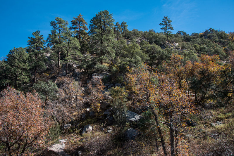 Pine Tree Trail