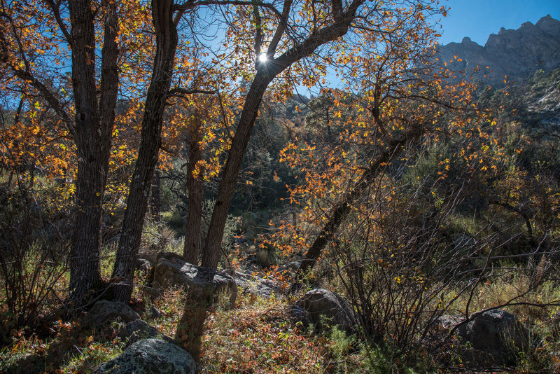 Pine Tree Trail