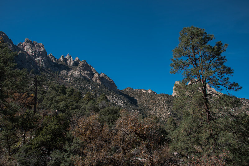 Pine Tree Trail