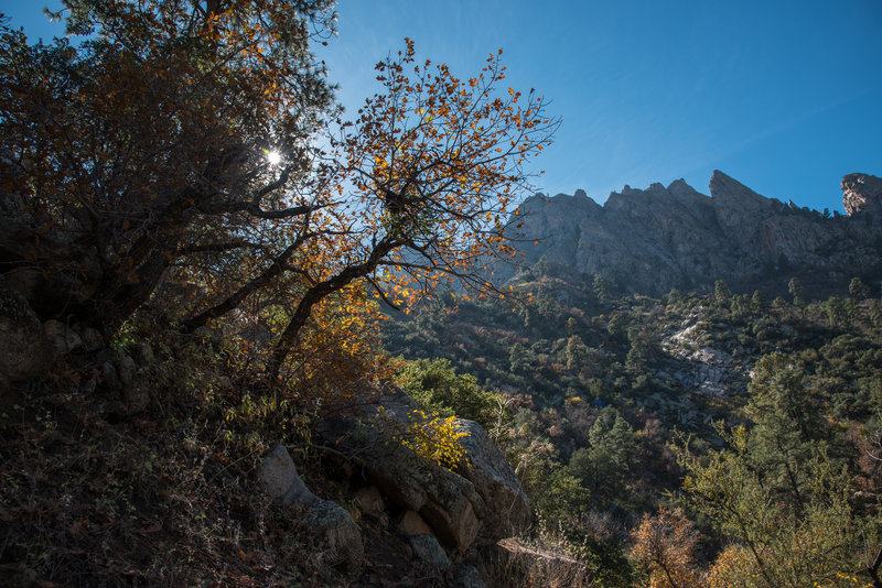 Pine Tree Trail