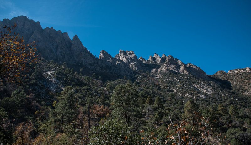 Pine Tree Trail