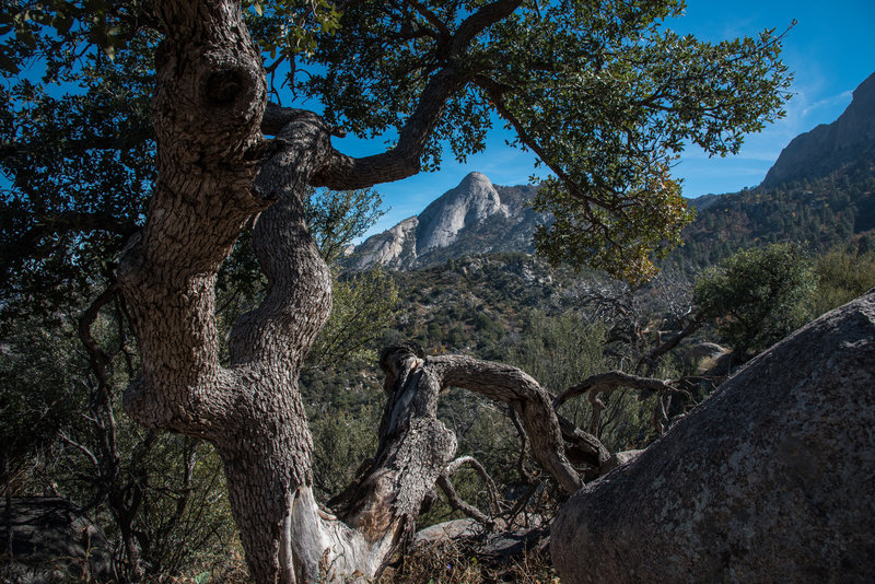 Pine Tree Trail