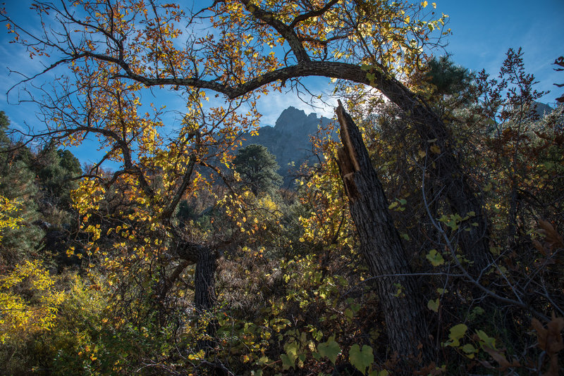 Pine Tree Trail