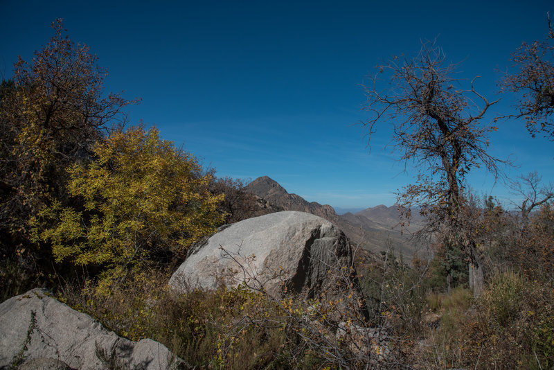 Pine Tree Trail