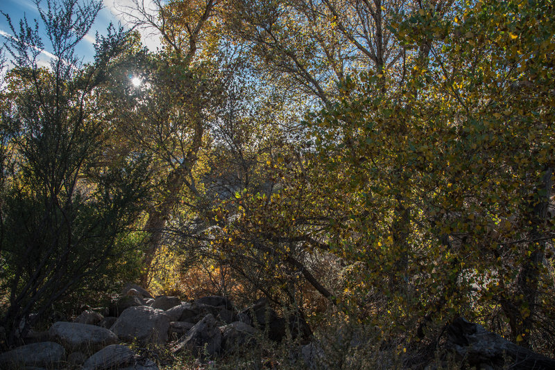 Pine Tree Trail