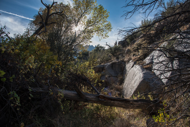 Pine Tree Trail