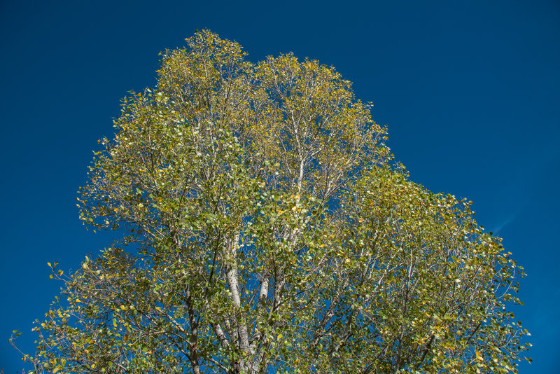 Pine Tree Trail