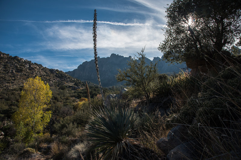 Pine Tree Trail