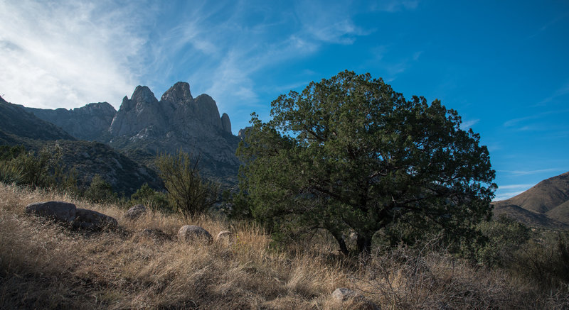 Pine Tree Trail