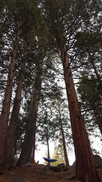 Plenty of flat space for tents. Beautiful trees that protect from wind. Creek was running enough for filtered water at the time of this photo. Great loop for your first night of backpacking camping.