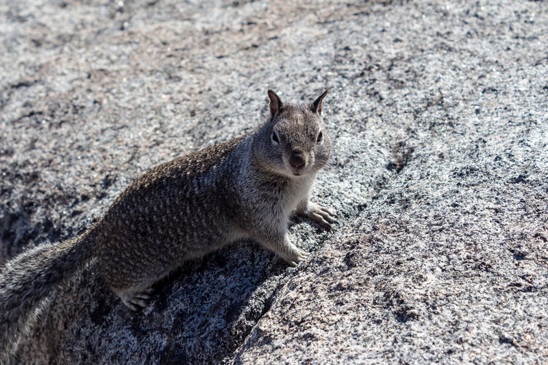 One of the abundant squirrels on Glacier Point