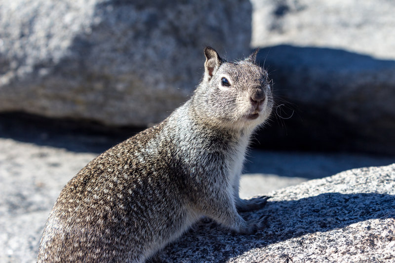 A squirrel on Glacier Point. Please don't feed them.