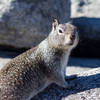 A squirrel on Glacier Point. Please don't feed them.