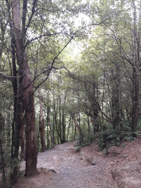 Near the top of the School Creek Valley Track