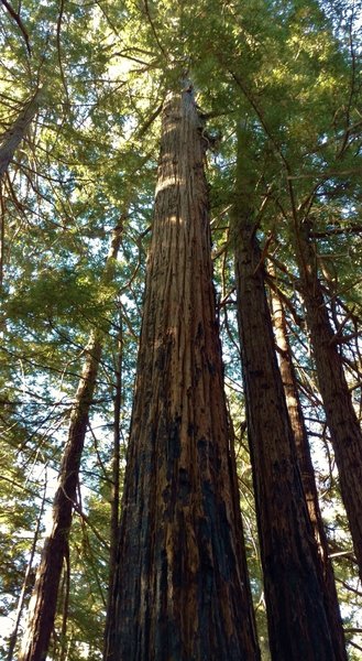 Tall, stately redwood trees on the forested ridge of West Ridge Trail