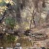 One of several water crossings on the trail