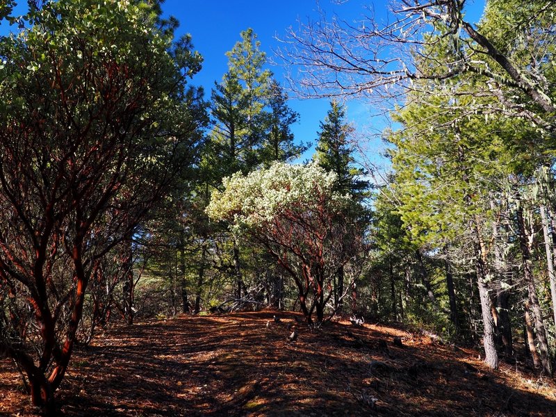 Passing through madrones on the Prospectors Loop Trail.