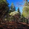 Passing through madrones on the Prospectors Loop Trail.