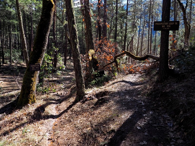 The Osprey / Prospectors Loop trail junction