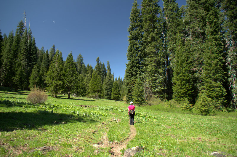 Entering Hummingbird Meadow