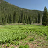 Fields of corn lilies in Hummingbird Meadow