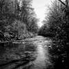 Davidson River along the Exercise Trail