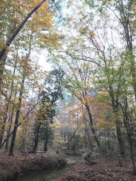 Fall foliage on Long Branch Creek