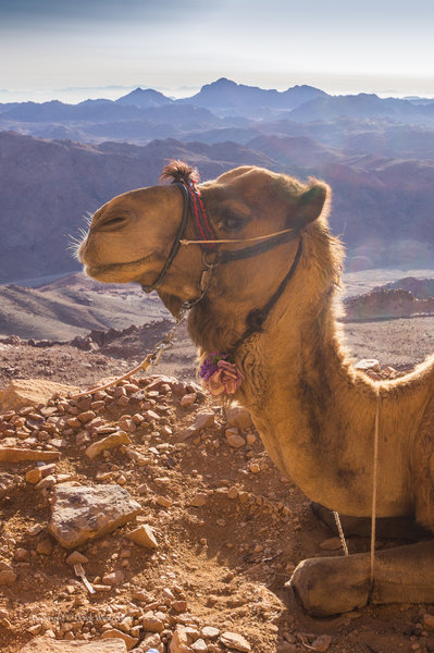 Camel on the mountain