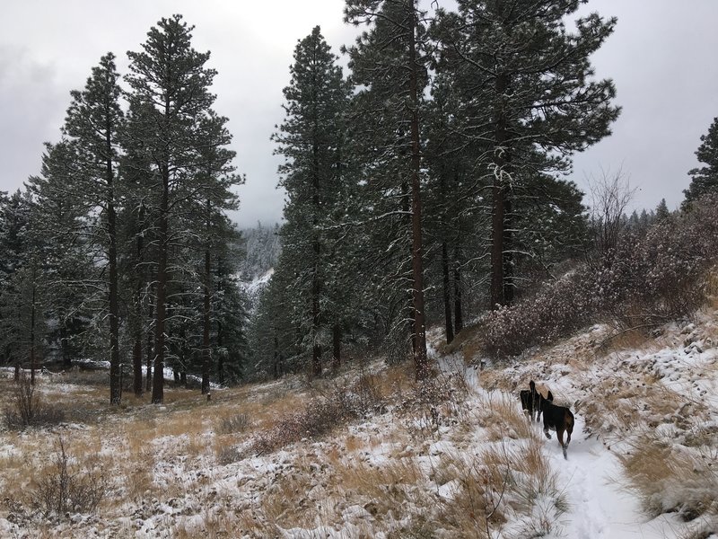 The pups running along a wintry Stairway to Heaven Trail