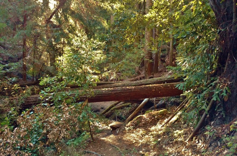 The Bridge Creek Trail "Obstacle Course" to get to see Maple Falls