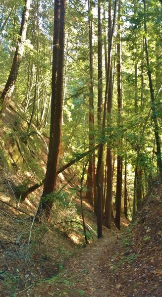 Loma Prieta Grade is in a steep-sided valley as it approaches Bridge Creek.