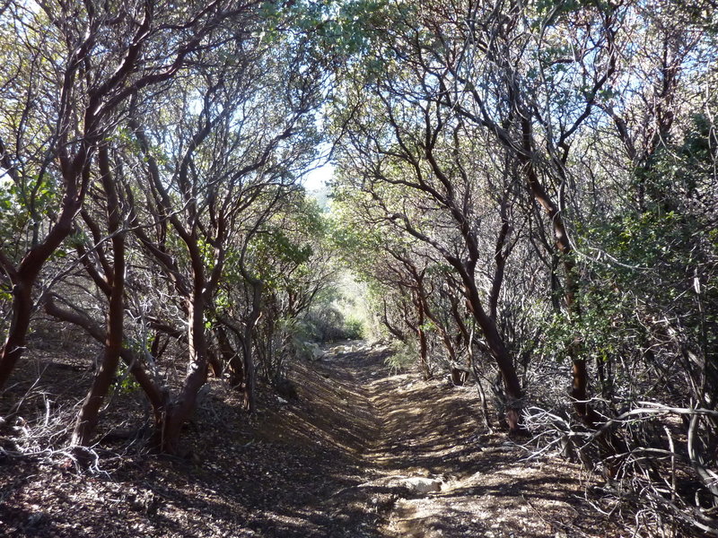 Old-growth manzanita forest on upper trail.