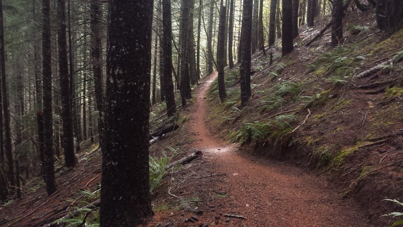 Scene from the 'Jedi' section of the Taylor Creek Trail