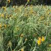 Wildflowers along Lilac Trail - Brea, CA