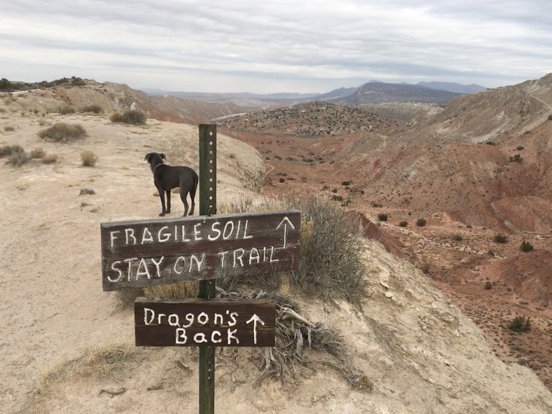 Dog pondering what's ahead... a narrow ridge affording sweeping views.